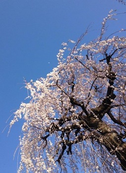 02枝垂れ桜月写真.JPG